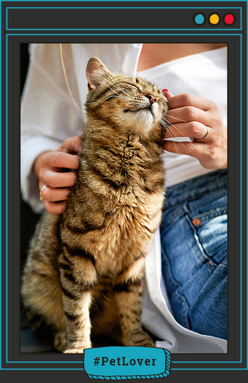 como avisa un gato que esta enfermo